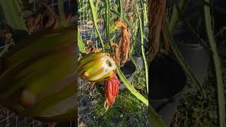 Bees pollinating a dragonfruit flower 😍🐝 dragonfruitflower spring bees dragonfruit pitaya p [upl. by Skoorb]