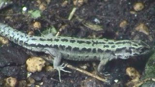 コモチカナヘビ（円山動物園）  Viviparous Lizard [upl. by Ahsym198]