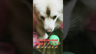 Special jokes comedy videos 😂😂😂😂😂😂😂😂😂😂😂😂😂 [upl. by Tabber818]