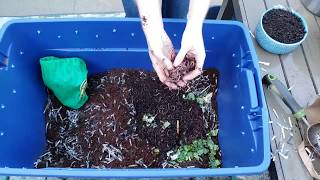 Vermicomposting 101 How to Create amp Maintain a Simple Worm Bin [upl. by Nnyre]