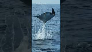 Spotted Eagle Ray [upl. by Aydin]