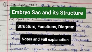 Embryo Sac and Its Structure  Organization  Functions  Diagram  Female gametophyte notes yt [upl. by Riccardo]