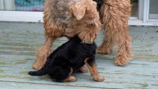 AIREDALE PUPPIES FIRST DAY OUTSIDE [upl. by Mima724]