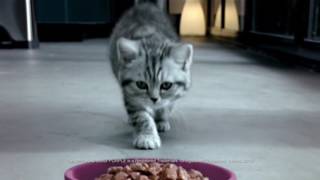 Whiskas Kitten Food TV Commercial 2016 [upl. by Emalia821]