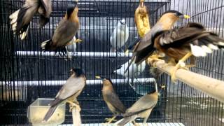 Jalak Brahminy atau Brahminy Starling [upl. by Payne584]