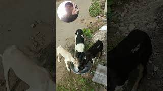 jivdaya mom priya priyam love all animals and birds newviral [upl. by Winterbottom266]