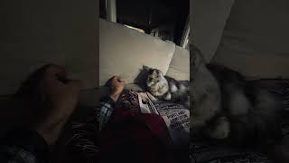 Maine Coon Cat plays with Human Finger shortvideo cat funny crazycoons [upl. by Eelta]