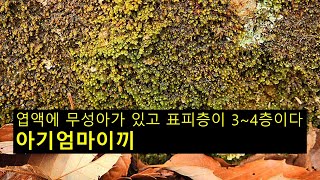 아기엄마이끼 Scapania ligulate subsp ligulta [upl. by Ibbob]