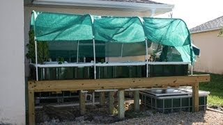 IBC Aquaponics System [upl. by Legnaleugim]