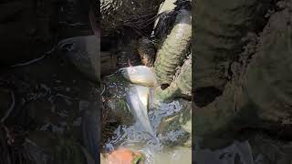 Amazing Method of fishing with basar mura in village [upl. by Elwin]