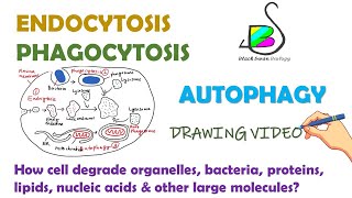 ENDOCYTOSIS PHAGOCYTOSIS  AUTOPHAGY Cell biology [upl. by Kayley]