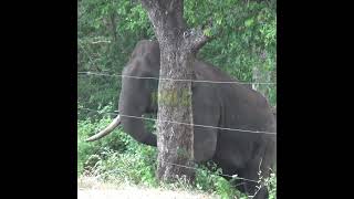 A tusked elephant that breaks the electric fence  電気柵を破壊する牙のあるゾウ  Tusker  Elephant shorts [upl. by Aileve]