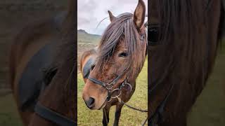 This beauty 🤎 shorts icelandichorse horse iceland horseriding [upl. by Aliza]