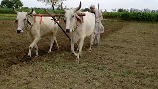 Ploughing field using bulls or Ox or animal [upl. by Enitsuj]