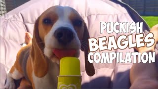 Funny BEAGLE Compilation Do You Love Beagles [upl. by Sykleb]