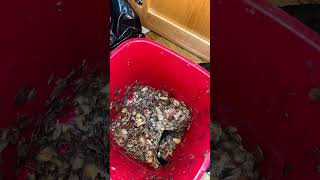 Garbage disposal cloggednew nasty thanksgiving potato plumber plumbing why [upl. by Imoyaba]