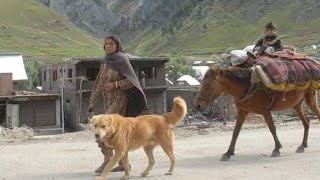 Central Asian Shepherd Dog  Wolf Crusher Of Asia [upl. by Eecats]