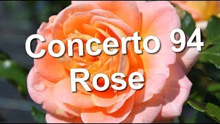 Concerto 94 Rose Meilland Modern Shrub [upl. by Marlena897]