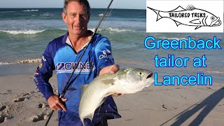 Greenback tailor at Lancelin [upl. by Ellery]