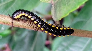 Yellowspotted Millipede [upl. by Sedrul]