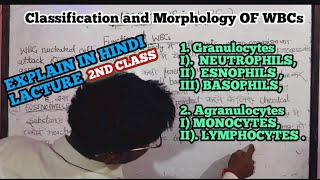 ClassificationMorphology of WBCs IGranulocytes IIAgranulocytesiMonocytes ii Lymphocytes [upl. by Sitoiyanap]