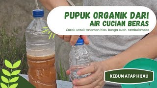 cara mudah membuat pupuk organik cair POC dgn hasil maksimal [upl. by Dennard]