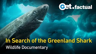 Greenland  Sharks of the Icy North  Wildlife Documentary [upl. by Gridley555]