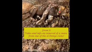 From X  Video and info on removal of a snare from an ol Donyo Lion Sept 8 2024 [upl. by Ettenhoj253]