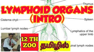 LYMPHOID ORGANS INTRO  TAMIL  IMMUNOLOGY  STD 12  PGTRB [upl. by Dahsar]