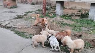 dogs fighting for food [upl. by Damaris]