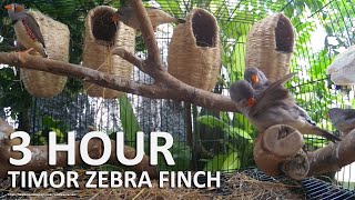 Timor Zebra Finch Song  3 Hours Finch Sounds [upl. by Jemena]