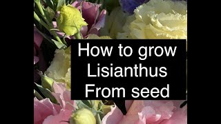 Starting Lisianthus Flower from Seed  How to Grow Lisianthus  Helpful Hints I have Learned [upl. by Ellon848]