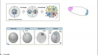 mosaic and regulative development [upl. by Cleres]