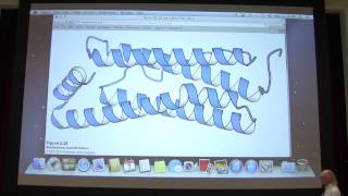 Aherns Biochemistry 4  Protein Structure I [upl. by Zeb]