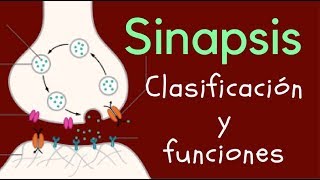 SINAPSIS Clasificación y funciones [upl. by Delilah]