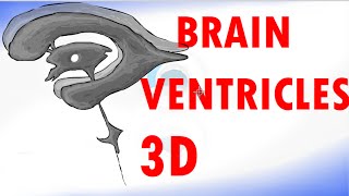 Brain Ventricles  Ventricular System of the Brain  Cerebrospinal Fluid [upl. by Nico]