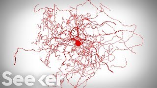 How Scientists Found a New Neuron Hiding in Our Brains [upl. by Amabil]