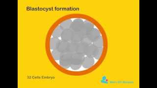 Blastocyst formation [upl. by Atwekk428]