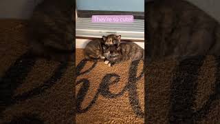 Adorable kittens snuggle in the sunlight kitten kittenish cutecat cutekittenvideos [upl. by Euqinaj52]