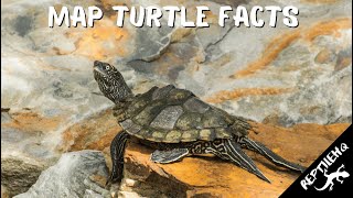 Interesting Map Turtle Facts and Information [upl. by Seften]