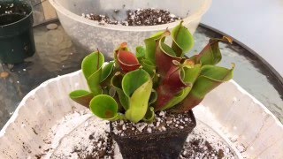 HELIAMOPHORA CARNIVOROUS PLANT CARE HOW TO REPOT A HELIAMPHORA [upl. by Ellehsyt]