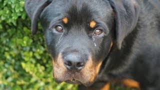 Hundeerziehung Rottweiler 8 Monate Übungen beim Spaziergang [upl. by Sofer214]