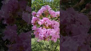 Lagerstroemia indica plant [upl. by Rattan]