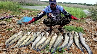 Wallago catfish catching  Pathan Machli Video  चिकन के ऐतडी से सिकार।  Ahtesham khan Fishing [upl. by Eahsed]