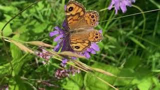 Beemdkroon Knautia arvensis met Argusvlinder Lasiommata megera  NL Bloeit  Planten van hier [upl. by Ollopa593]