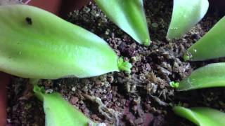 Propagating Mexican Butterworts  Pinguicula gigantea  Divisions Leaf Pullings [upl. by Nate]