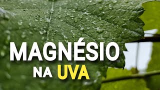 Sulfato de MAGNÉSIO melhora a qualidade da VIDEIRA Veja como usar [upl. by Adonis84]