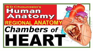 Chp18  Heart Chambers  Atria amp Ventricles  BDC Vol 1  Thorax  Dr Asif Lectures [upl. by Roderich869]