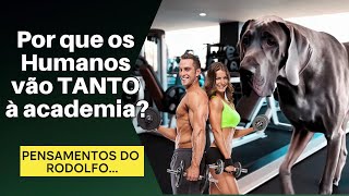 Por Que os Humanos Vão TANTO à Academia 🤔  Reflexão Engraçada com Rodolfo o Cão Influenciador 🐾💪 [upl. by Giark178]