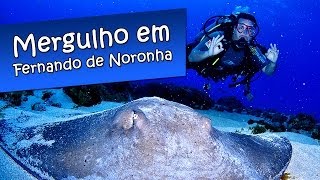 MERGULHO DE CILINDRO EM FERNANDO DE NORONHA  QUAL A MELHOR ÉPOCA PARA MERGULHAR [upl. by Nelav748]